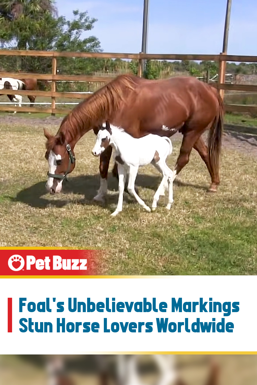Foal\'s Unbelievable Markings Stun Horse Lovers Worldwide