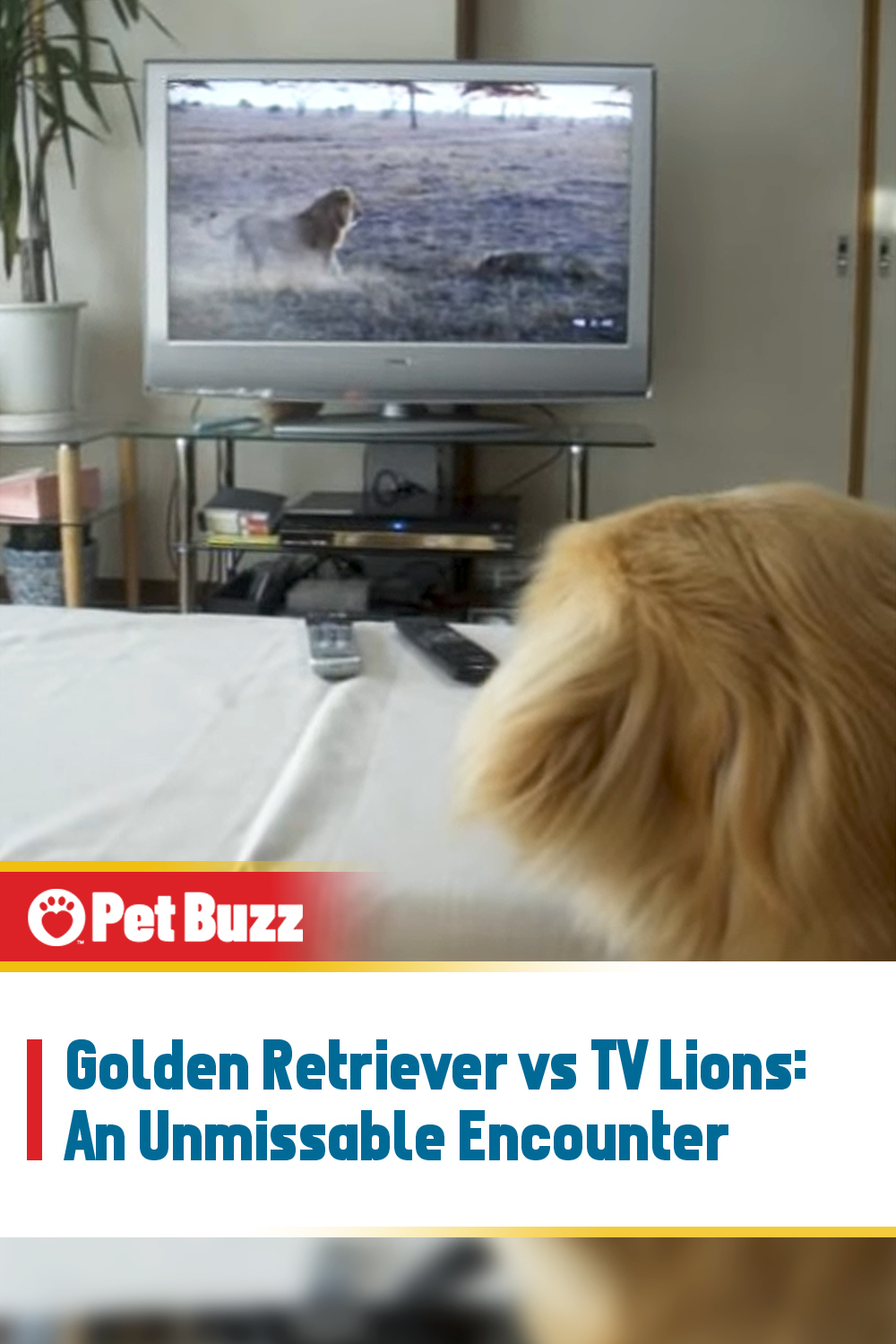 Golden Retriever vs TV Lions: An Unmissable Encounter
