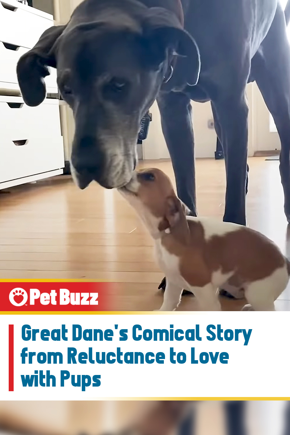Great Dane\'s Comical Story from Reluctance to Love with Pups