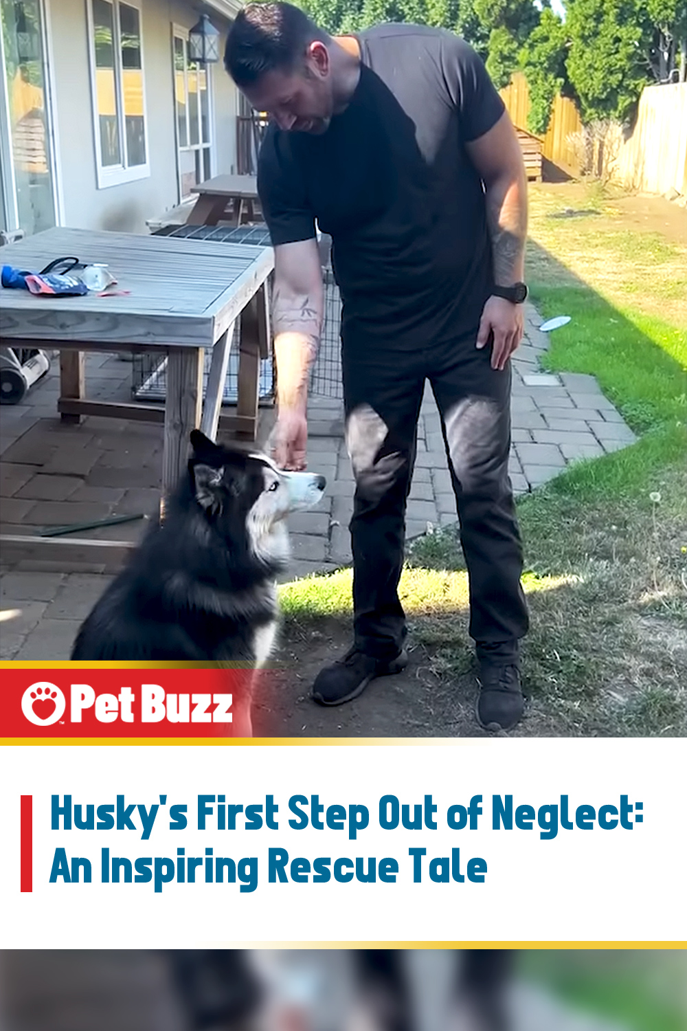 Husky\'s First Step Out of Neglect: An Inspiring Rescue Tale