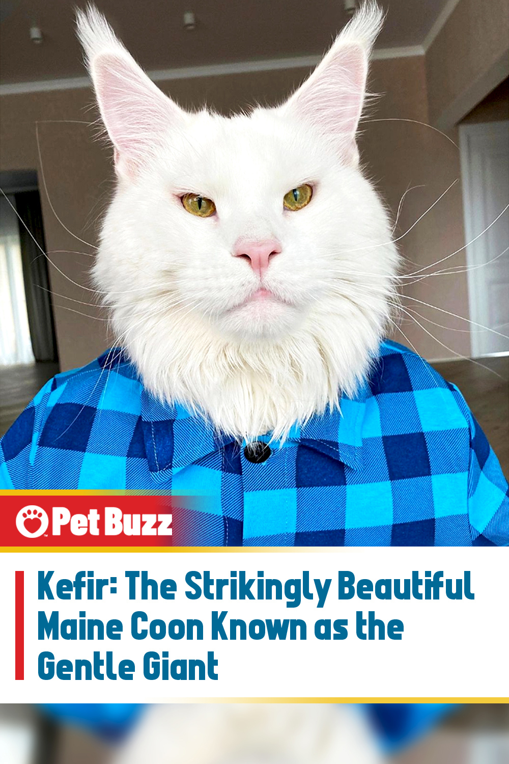 Kefir: The Strikingly Beautiful Maine Coon Known as the Gentle Giant