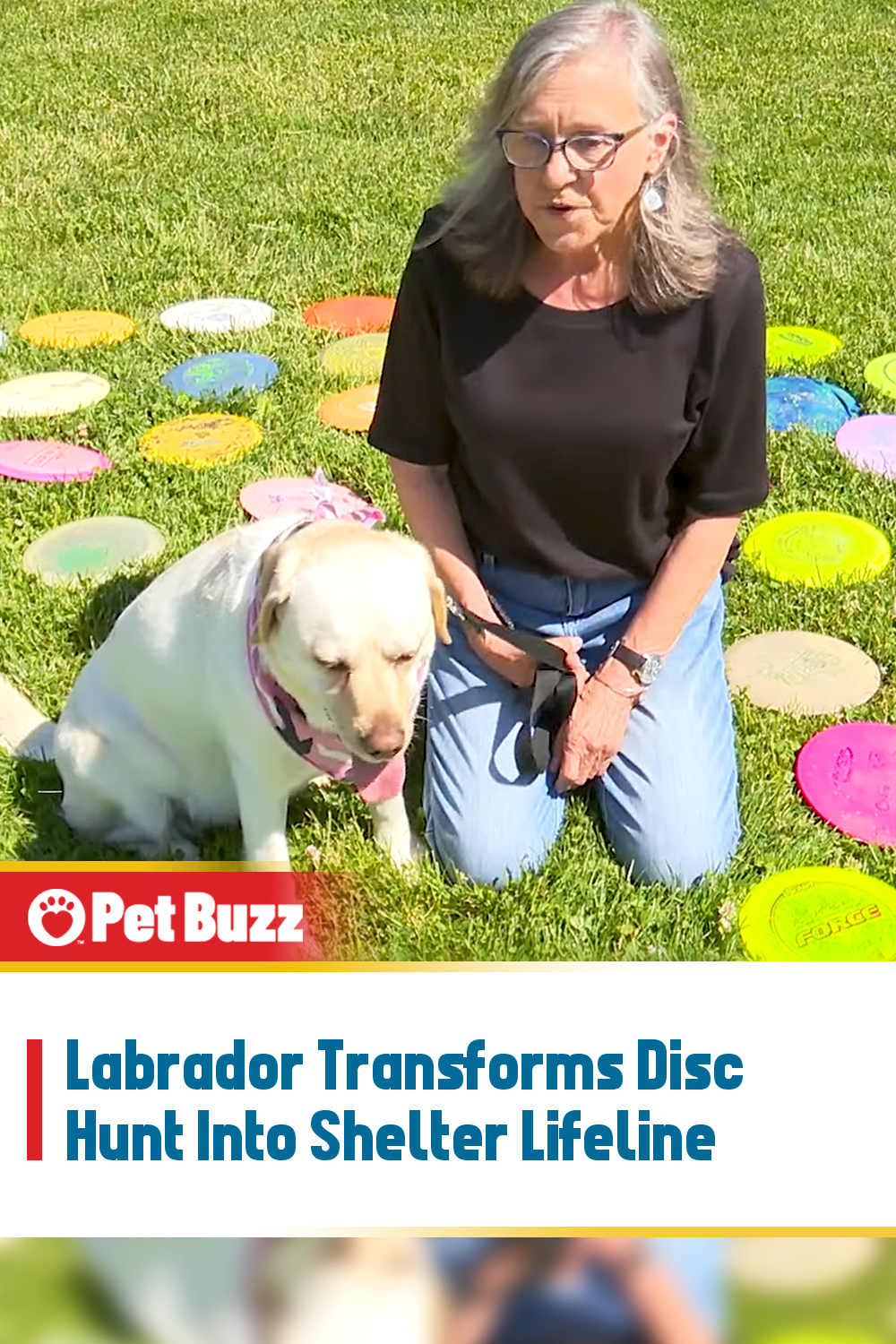 Labrador Transforms Disc Hunt Into Shelter Lifeline