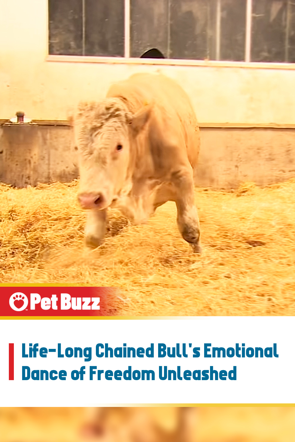Life-Long Chained Bull\'s Emotional Dance of Freedom Unleashed