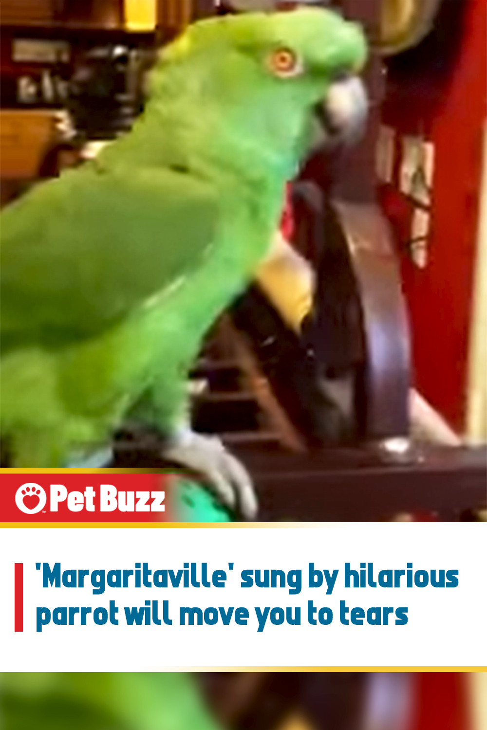 \'Margaritaville\' sung by hilarious parrot will move you to tears
