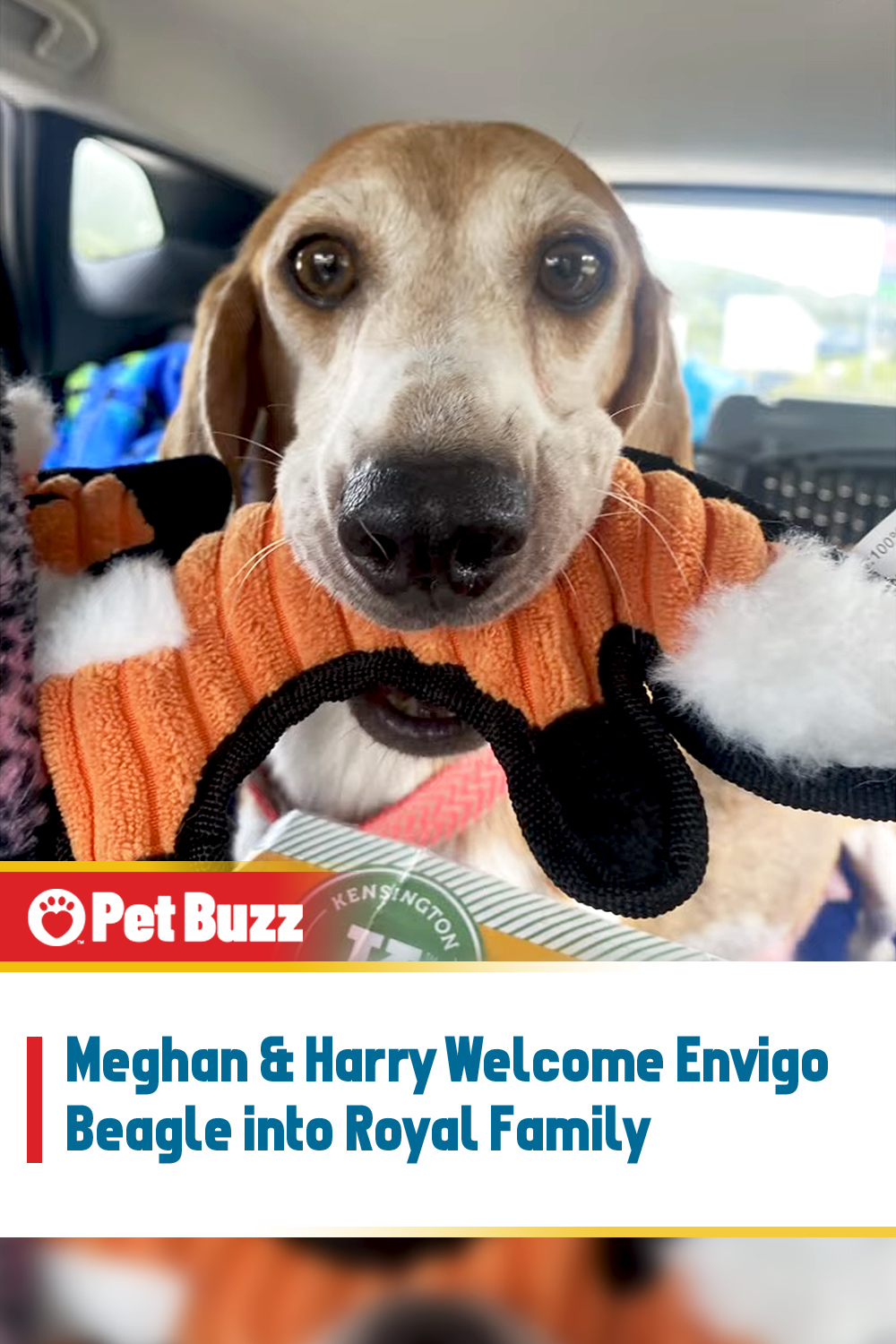 Meghan & Harry Welcome Envigo Beagle into Royal Family