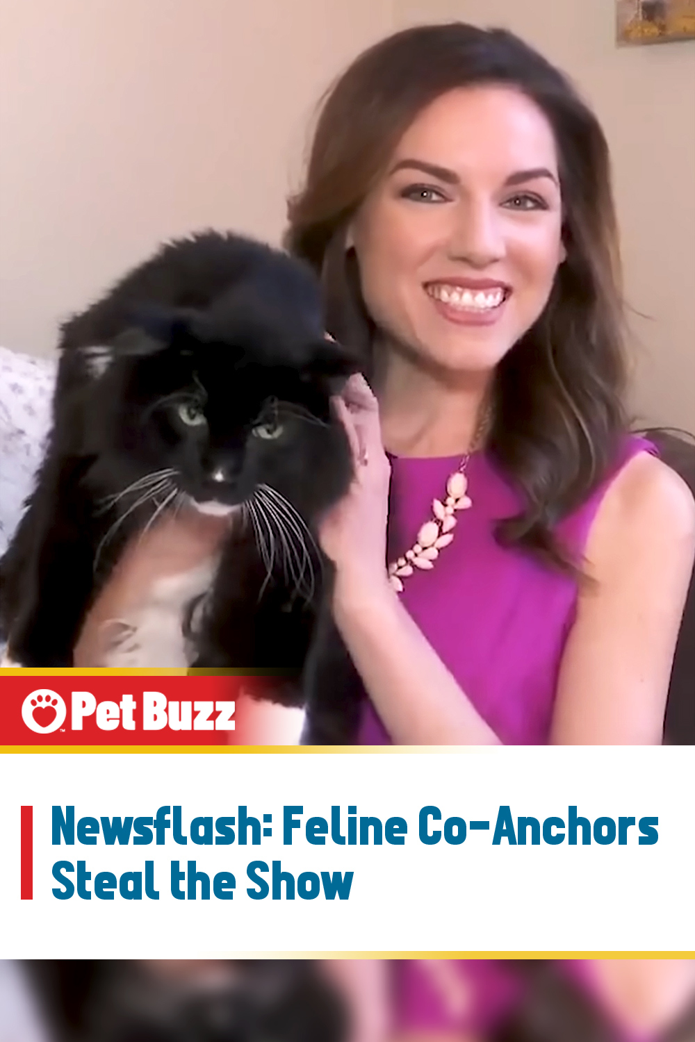 Newsflash: Feline Co-Anchors Steal the Show