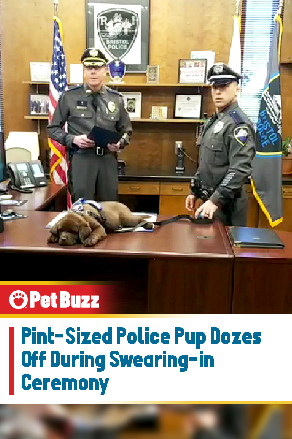 Pint-Sized Police Pup Dozes Off During Swearing-in Ceremony