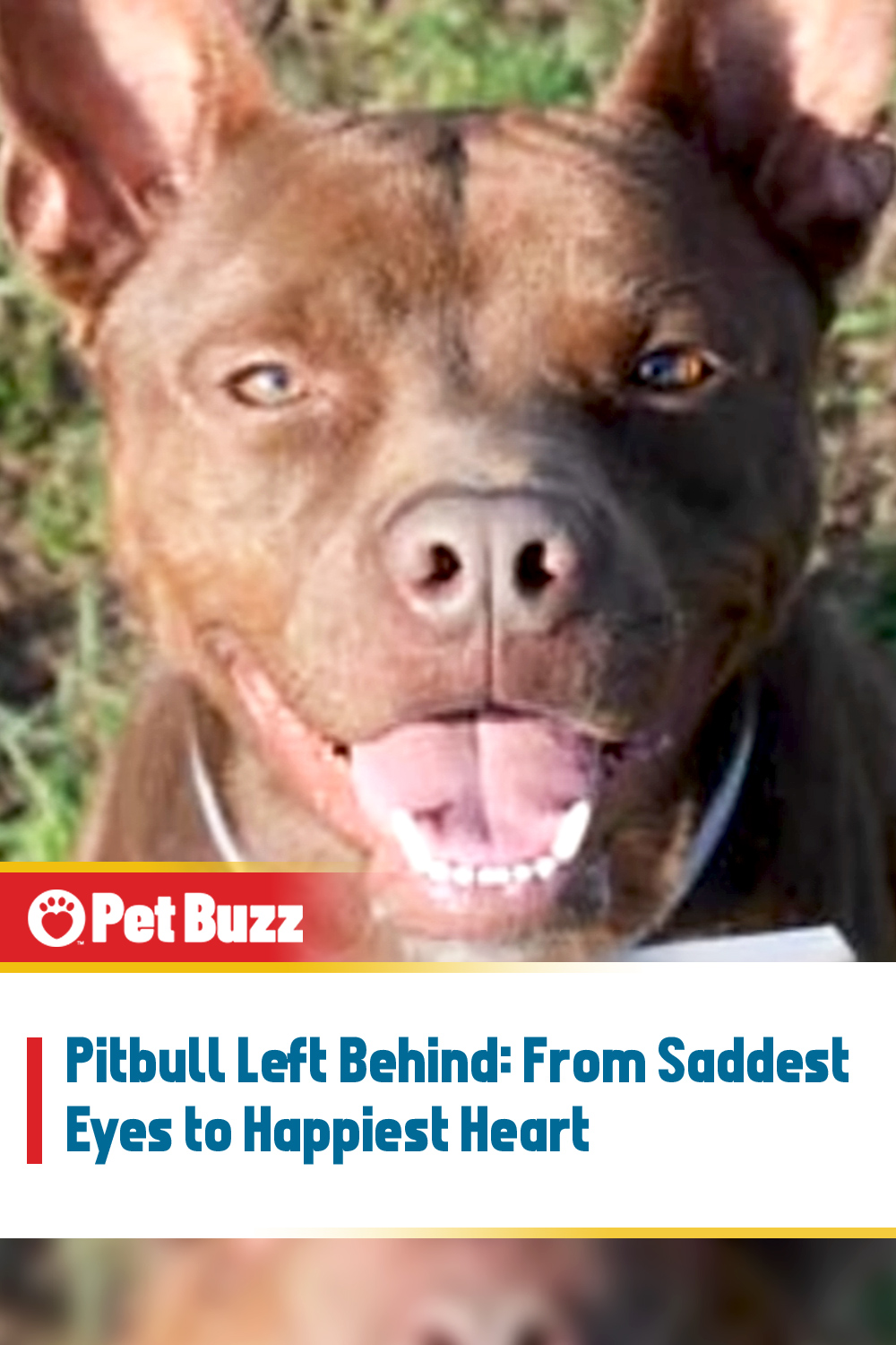Pitbull Left Behind: From Saddest Eyes to Happiest Heart