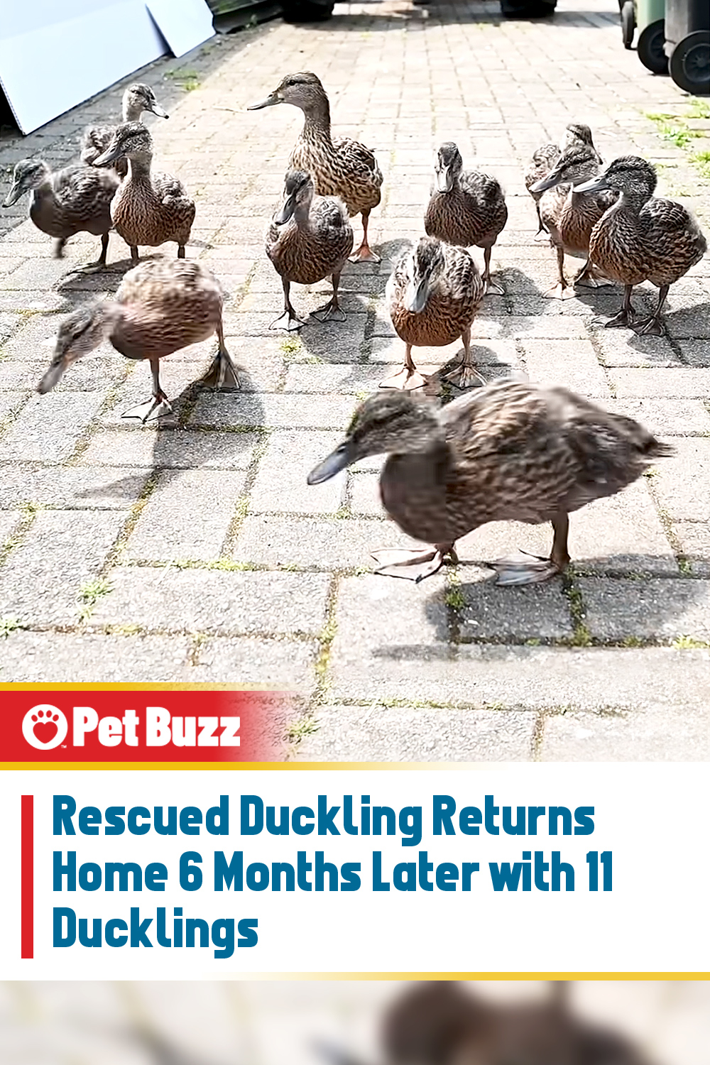 Rescued Duckling Returns Home 6 Months Later with 11 Ducklings