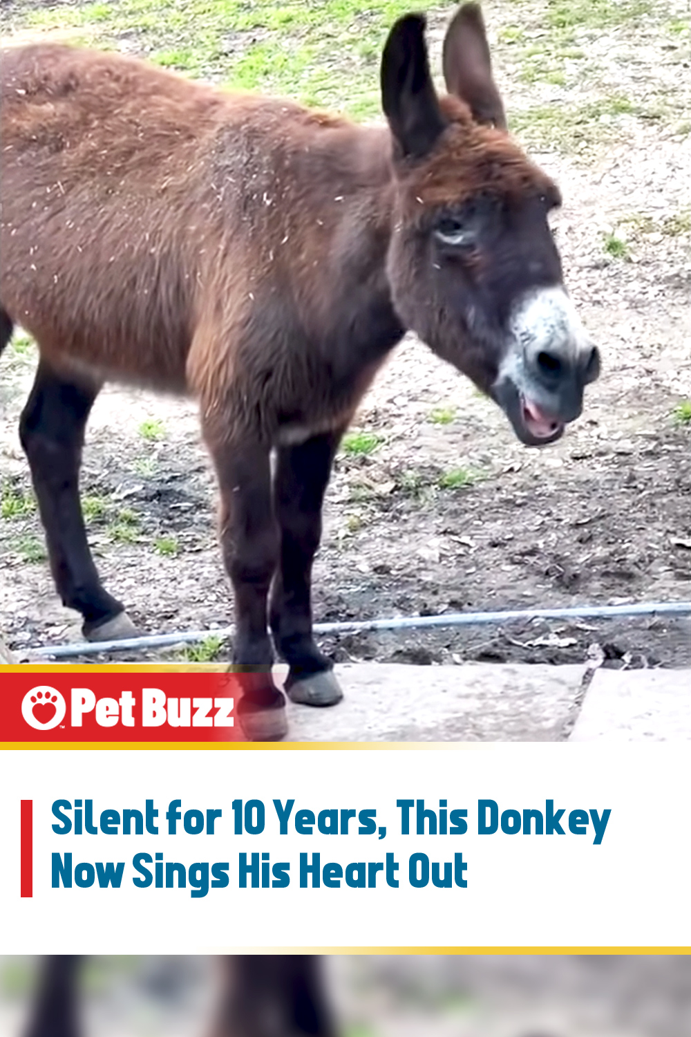 Silent for 10 Years, This Donkey Now Sings His Heart Out