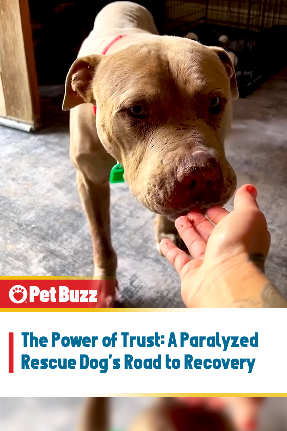 The Power of Trust: A Paralyzed Rescue Dog\'s Road to Recovery