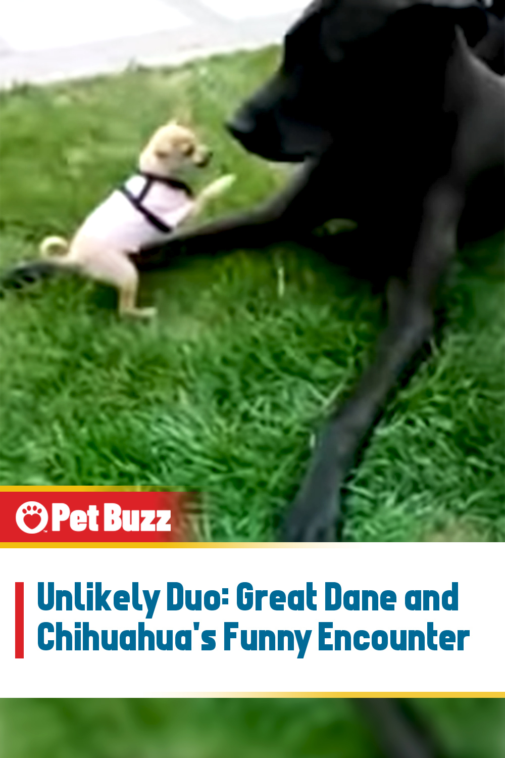 Unlikely Duo: Great Dane and Chihuahua\'s Funny Encounter