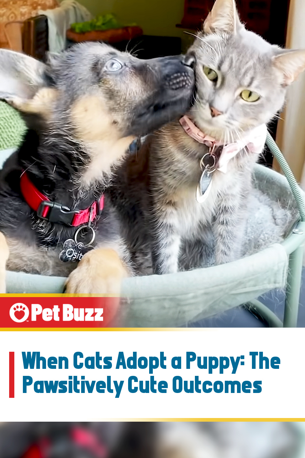 When Cats Adopt a Puppy: The Pawsitively Cute Outcomes
