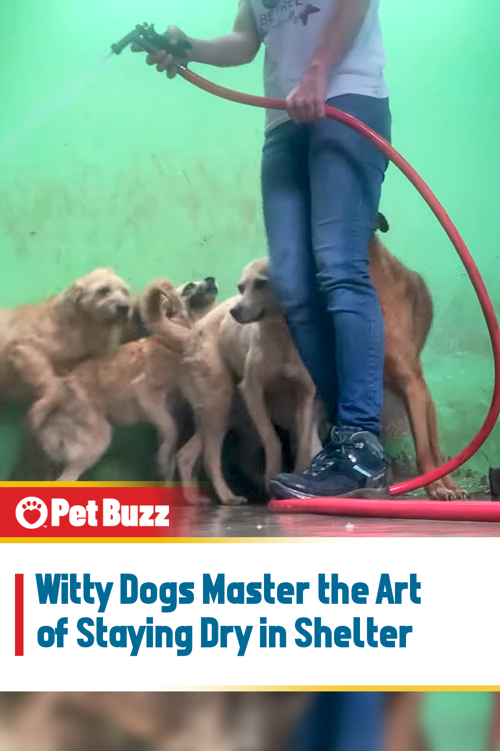 Witty Dogs Master the Art of Staying Dry in Shelter