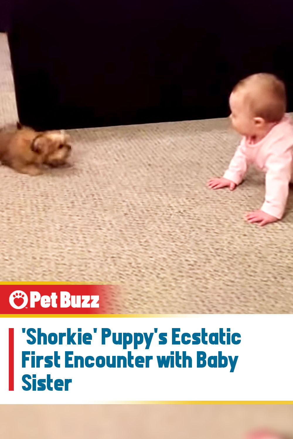 \'Shorkie\' Puppy\'s Ecstatic First Encounter with Baby Sister