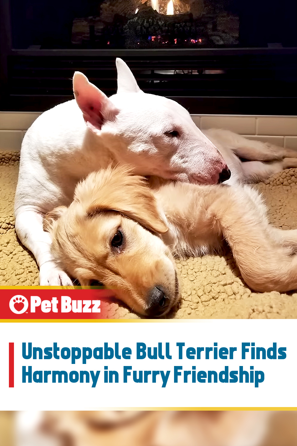 Unstoppable Bull Terrier Finds Harmony in Furry Friendship