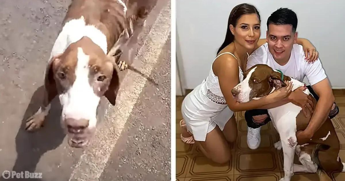 Dog Rescue