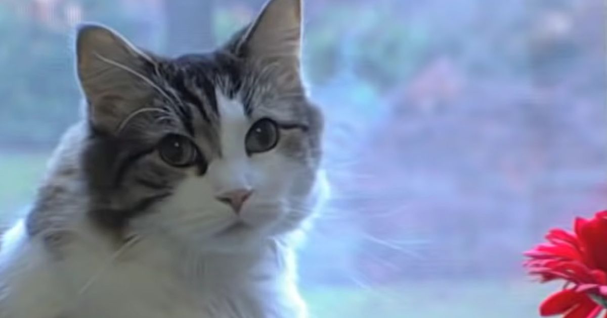 Nursing Home Cat