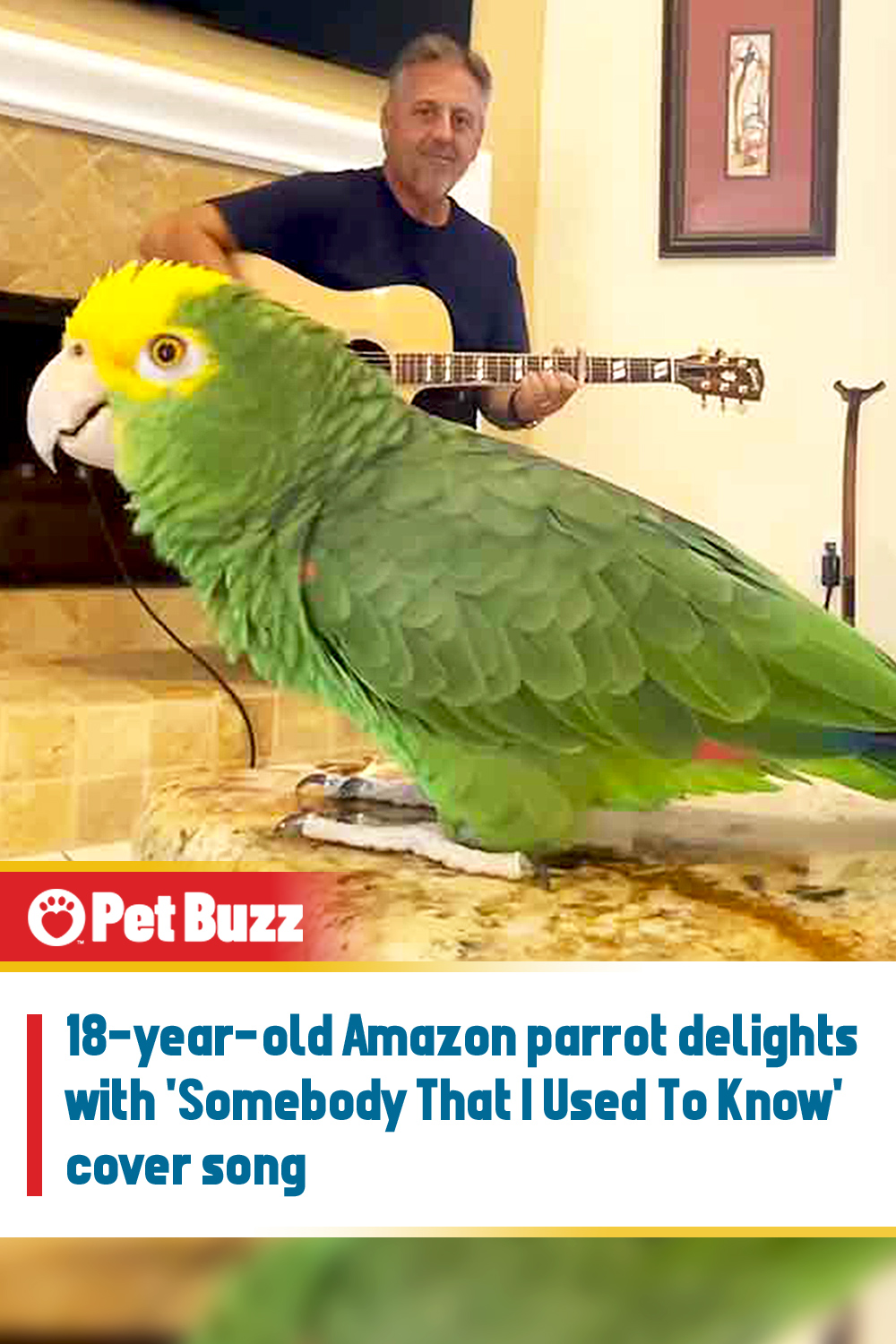 18-year-old Amazon parrot delights with \'Somebody That I Used To Know\' cover song