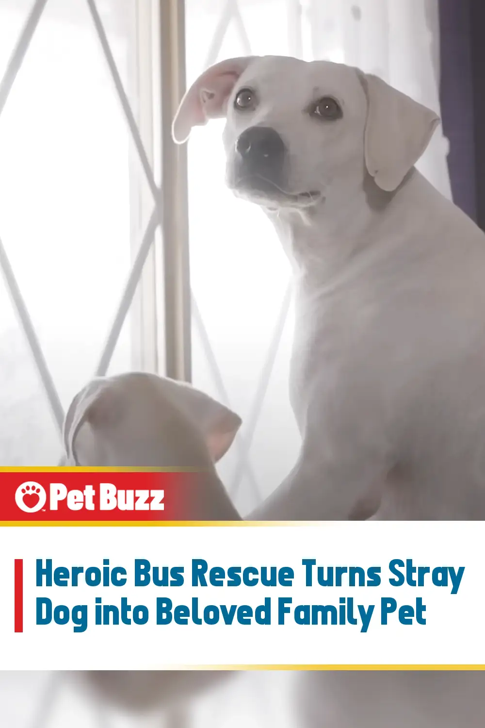 Heroic Bus Rescue Turns Stray Dog into Beloved Family Pet