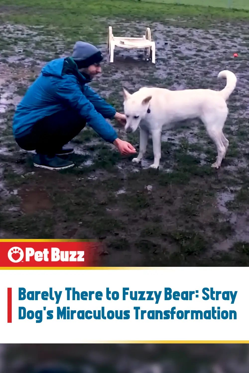 Barely There to Fuzzy Bear: Stray Dog\'s Miraculous Transformation