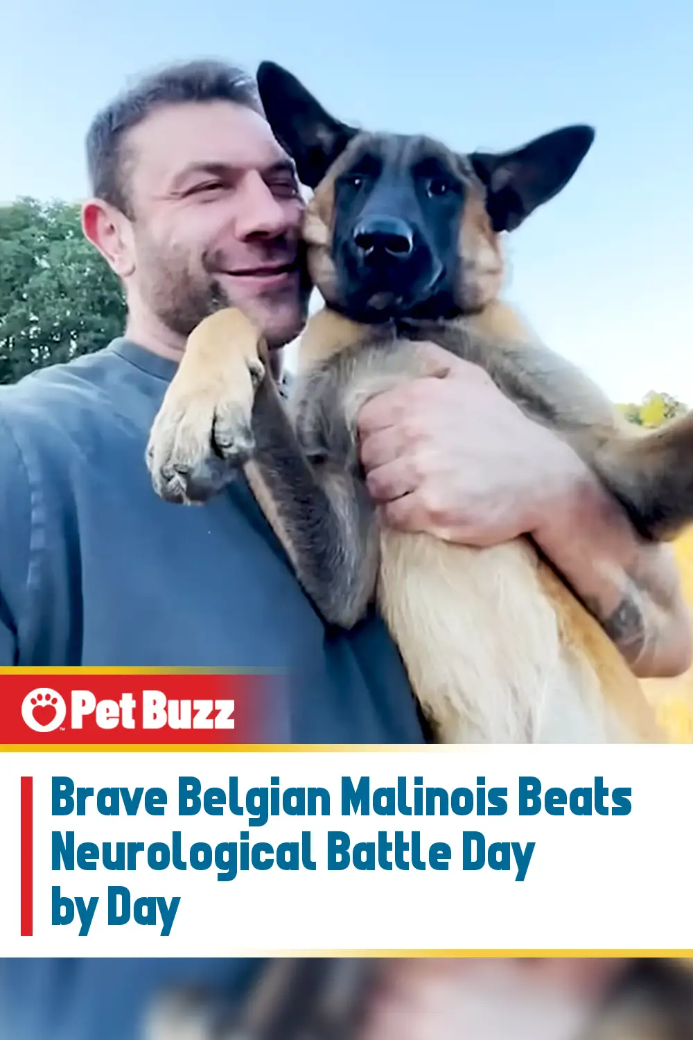 Brave Belgian Malinois Beats Neurological Battle Day by Day