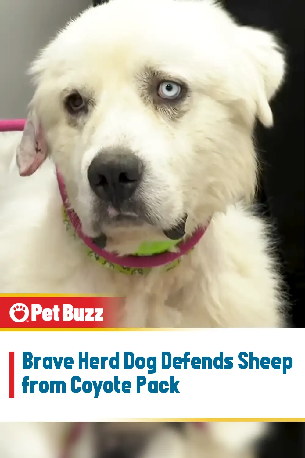 Brave Herd Dog Defends Sheep from Coyote Pack