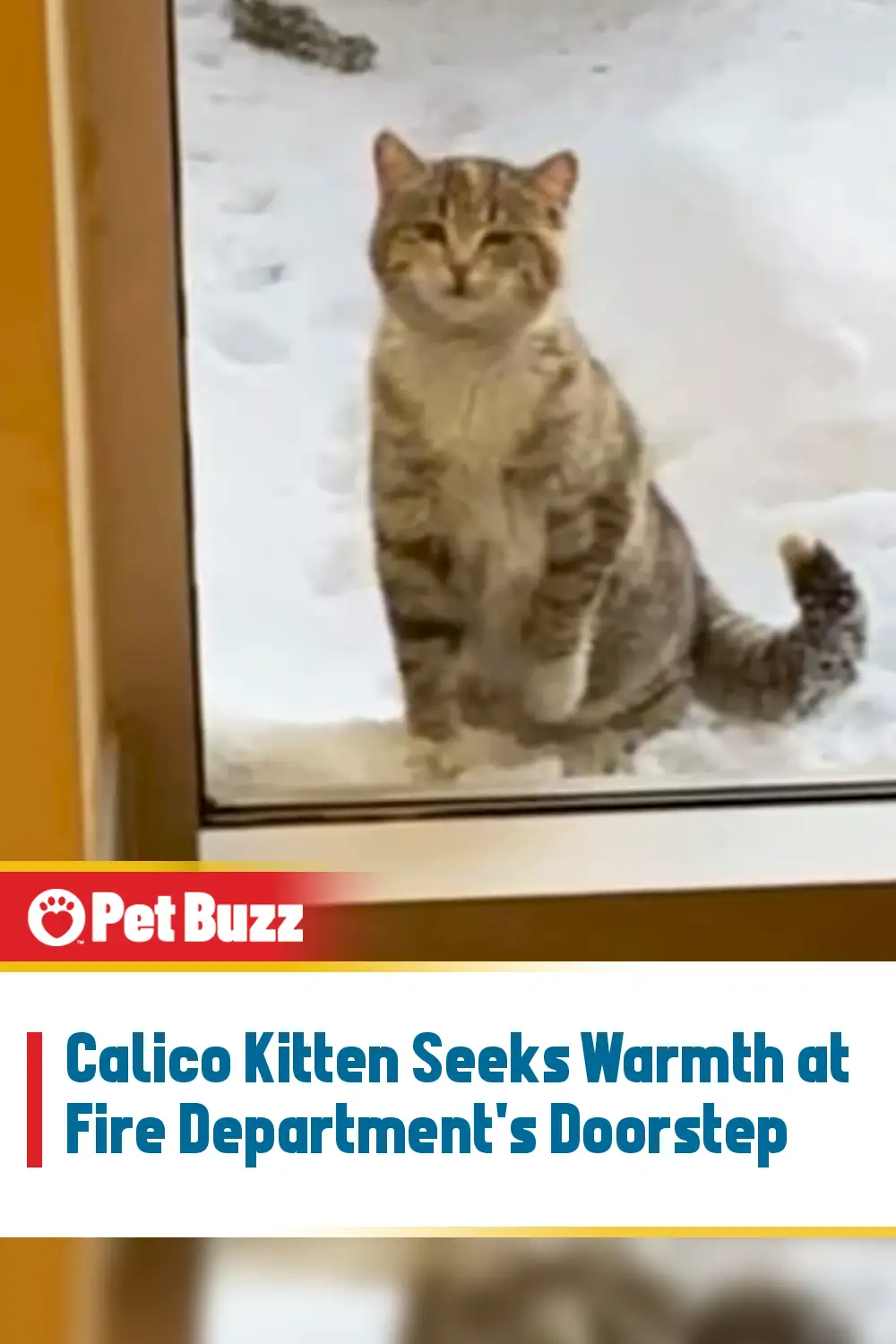 Calico Kitten Seeks Warmth at Fire Department\'s Doorstep