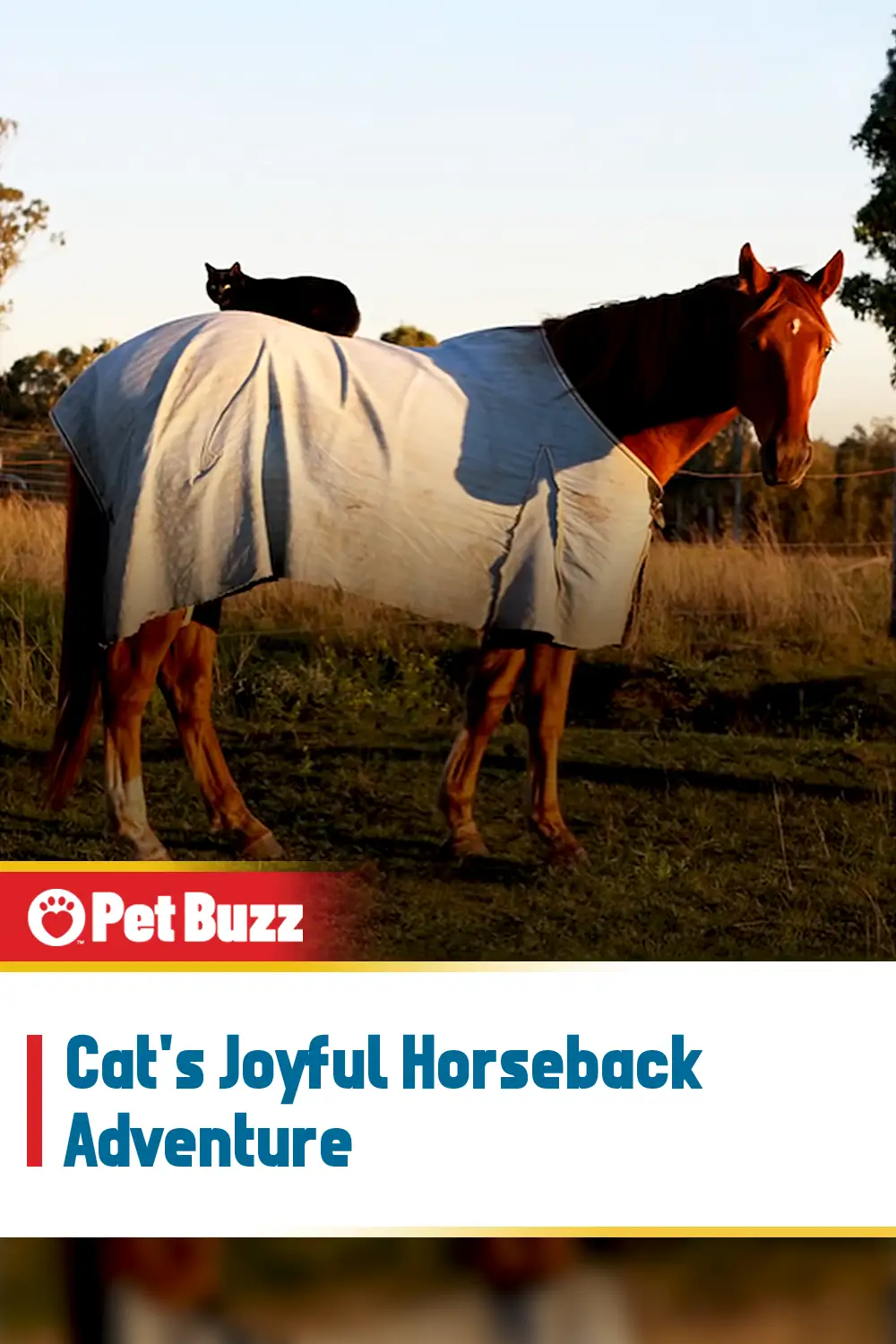 Cat\'s Joyful Horseback Adventure