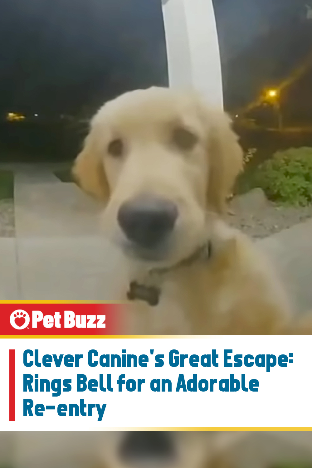 Clever Canine\'s Great Escape: Rings Bell for an Adorable Re-entry
