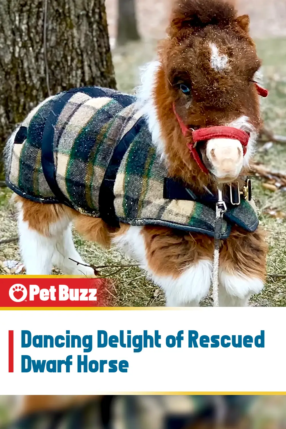 Dancing Delight of Rescued Dwarf Horse
