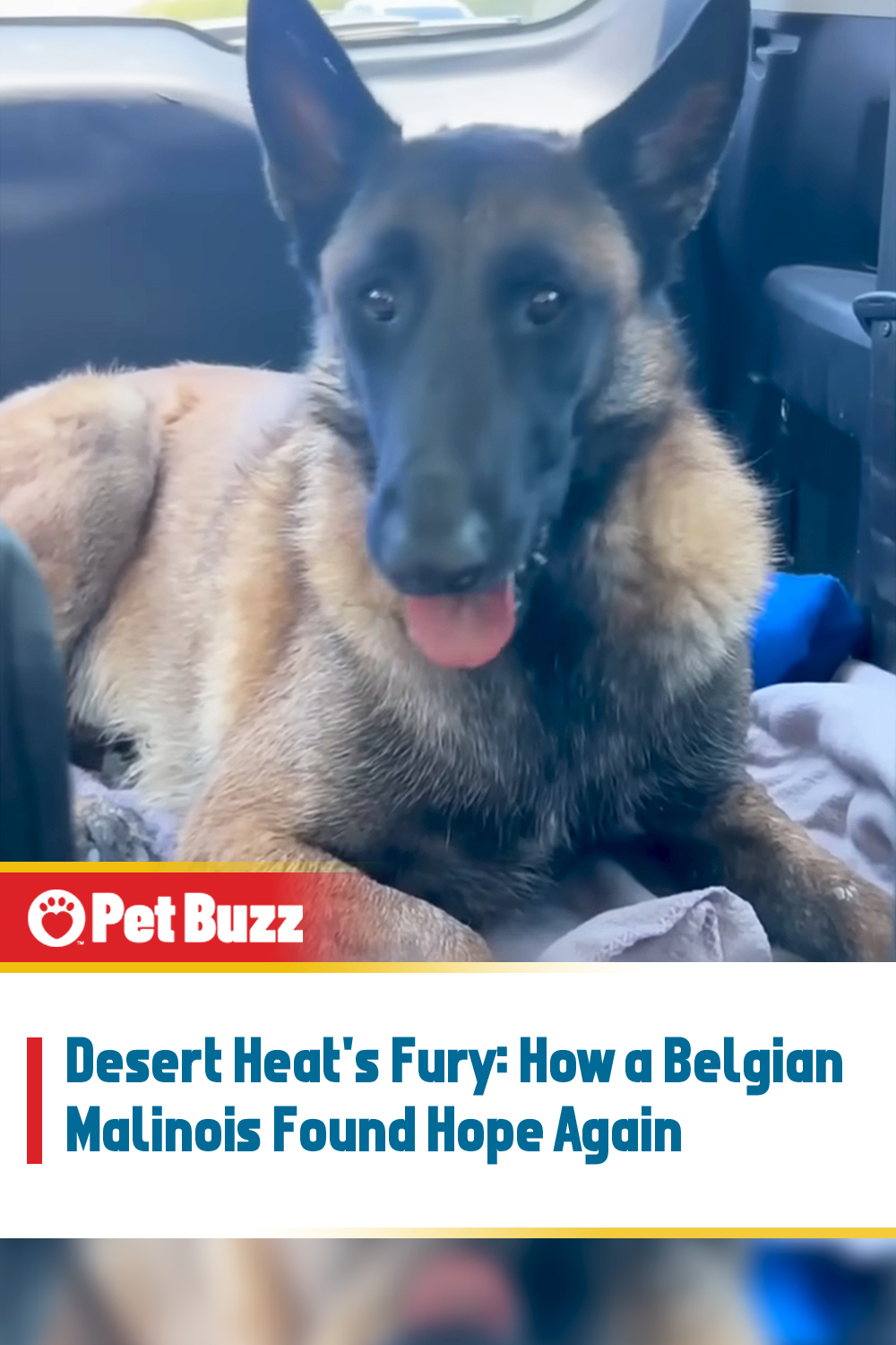 Desert Heat\'s Fury: How a Belgian Malinois Found Hope Again