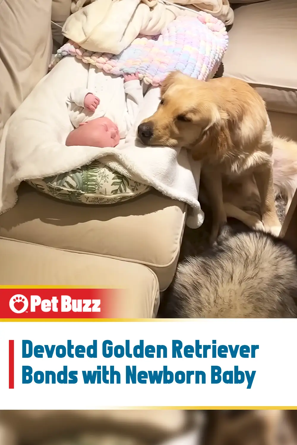 Devoted Golden Retriever Bonds with Newborn Baby