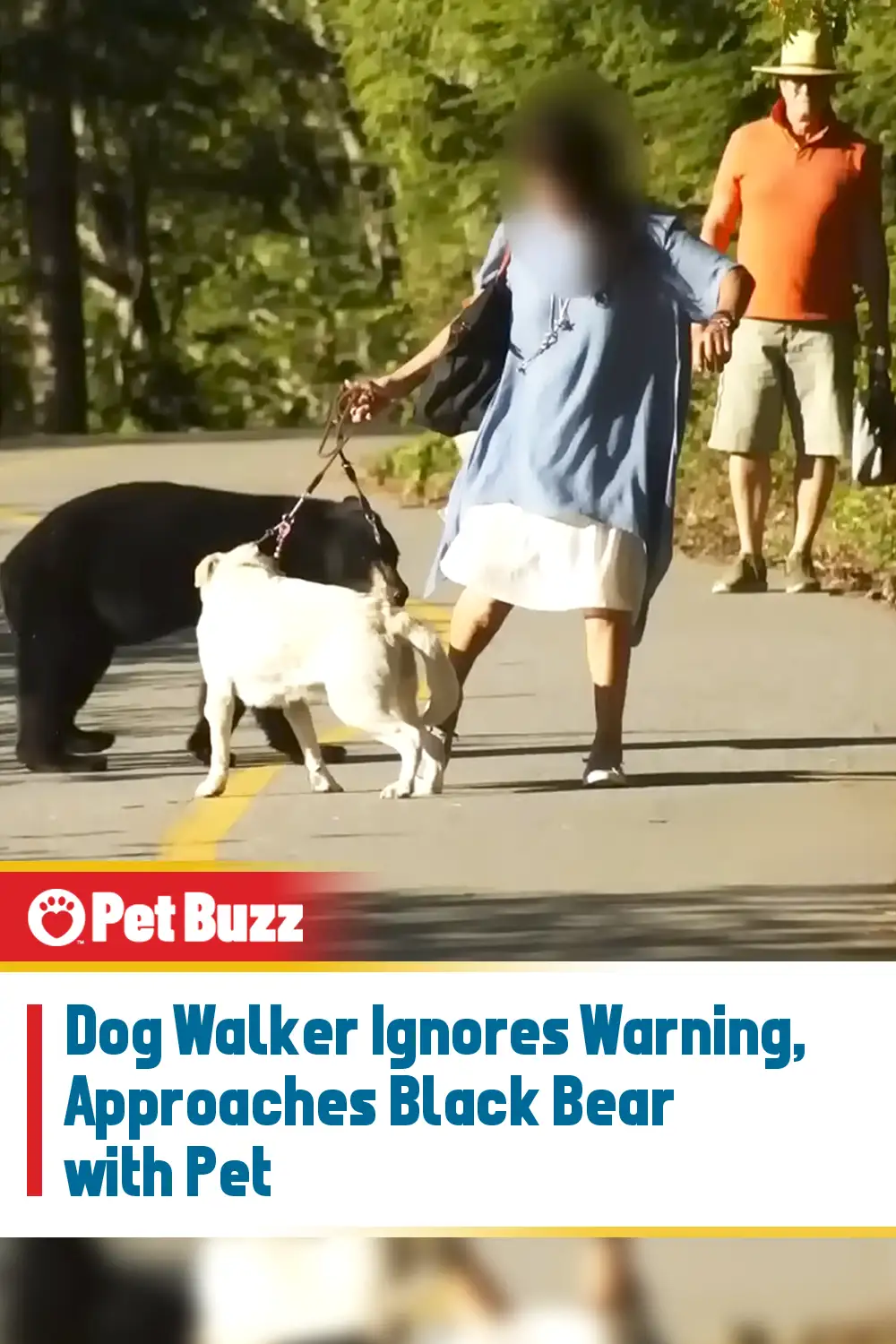 Dog Walker Ignores Warning, Approaches Black Bear with Pet