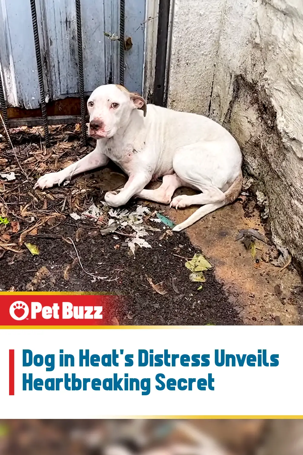 Dog in Heat\'s Distress Unveils Heartbreaking Secret