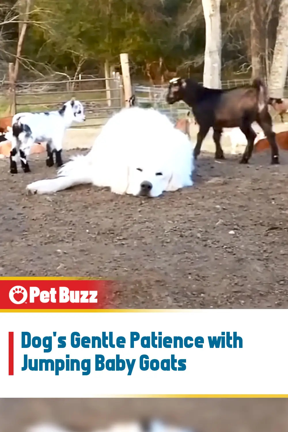 Dog\'s Gentle Patience with Jumping Baby Goats