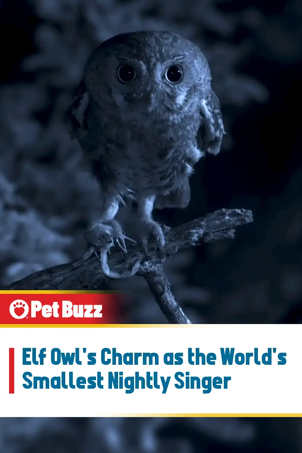 Elf Owl\'s Charm as the World\'s Smallest Nightly Singer