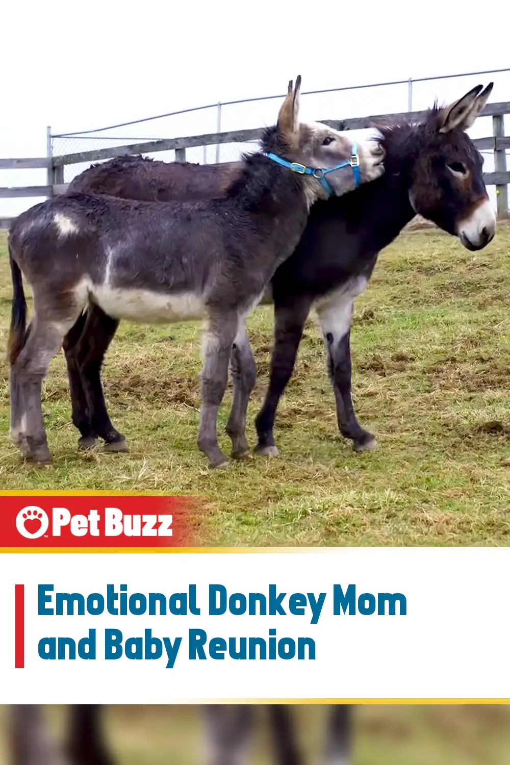 Emotional Donkey Mom and Baby Reunion