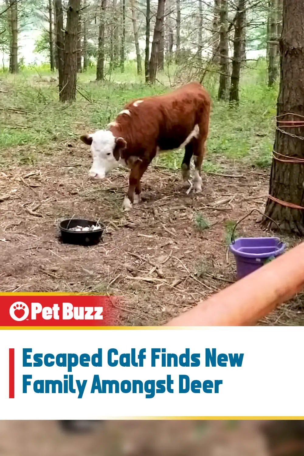 Escaped Calf Finds New Family Amongst Deer
