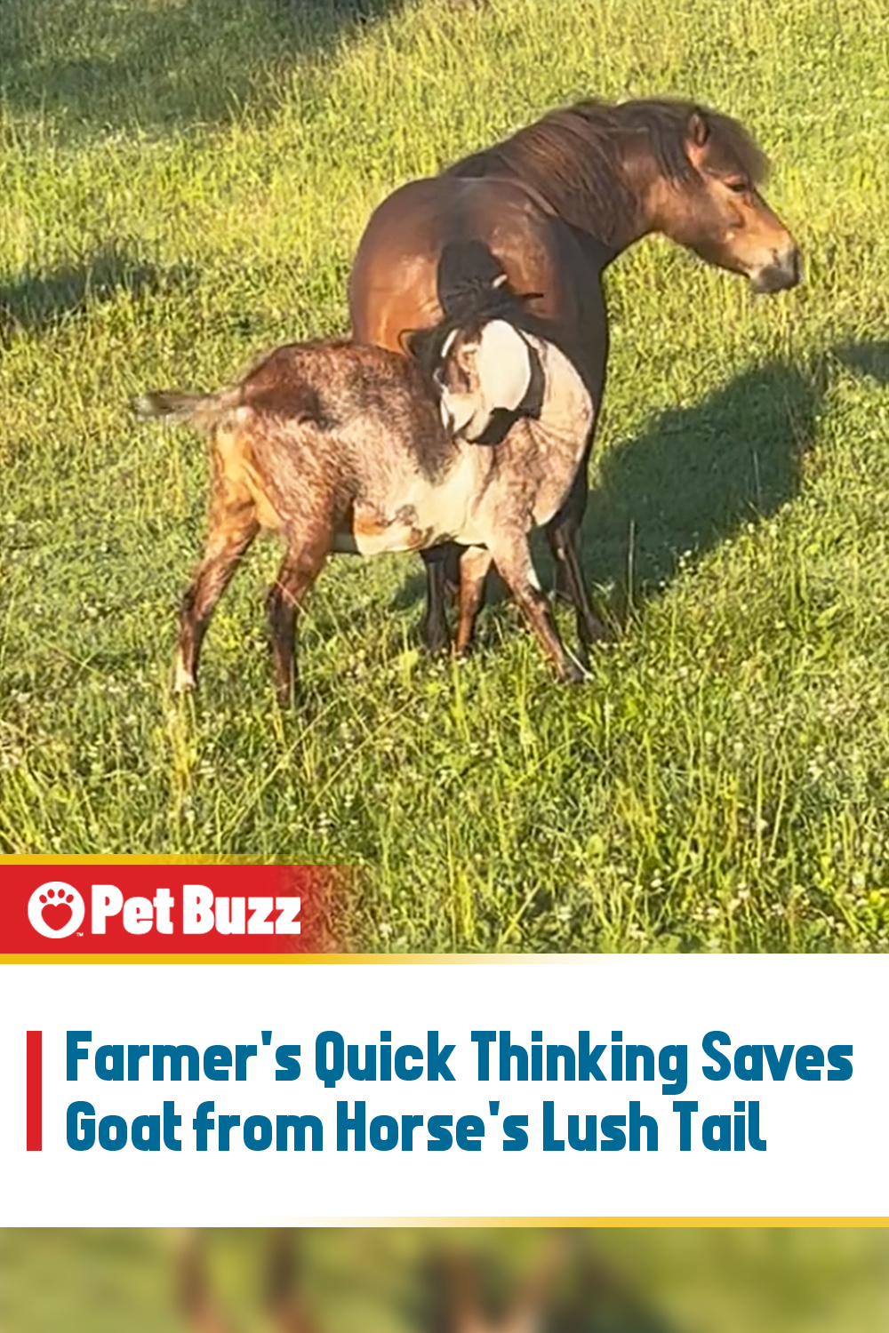 Farmer\'s Quick Thinking Saves Goat from Horse\'s Lush Tail