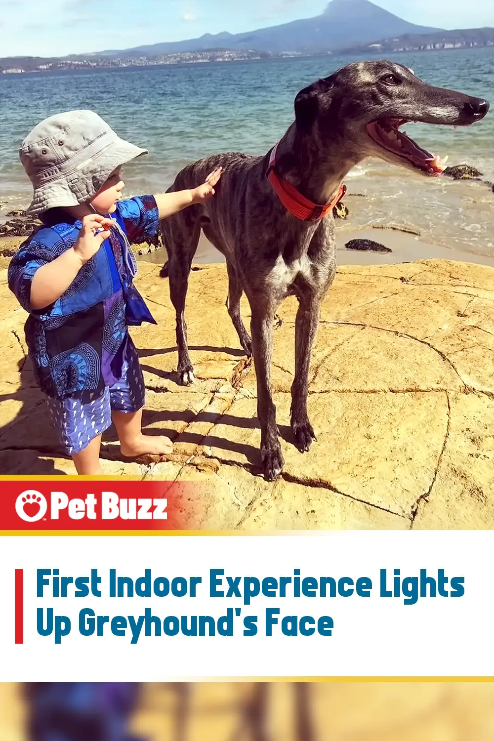 First Indoor Experience Lights Up Greyhound\'s Face