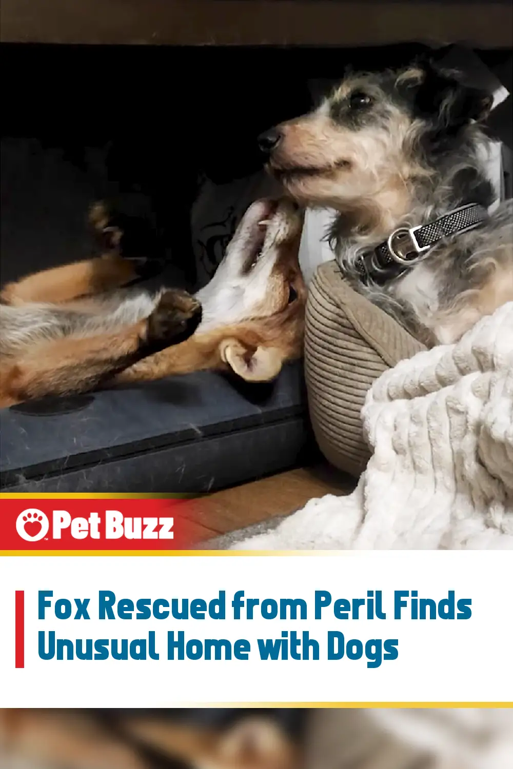 Fox Rescued from Peril Finds Unusual Home with Dogs