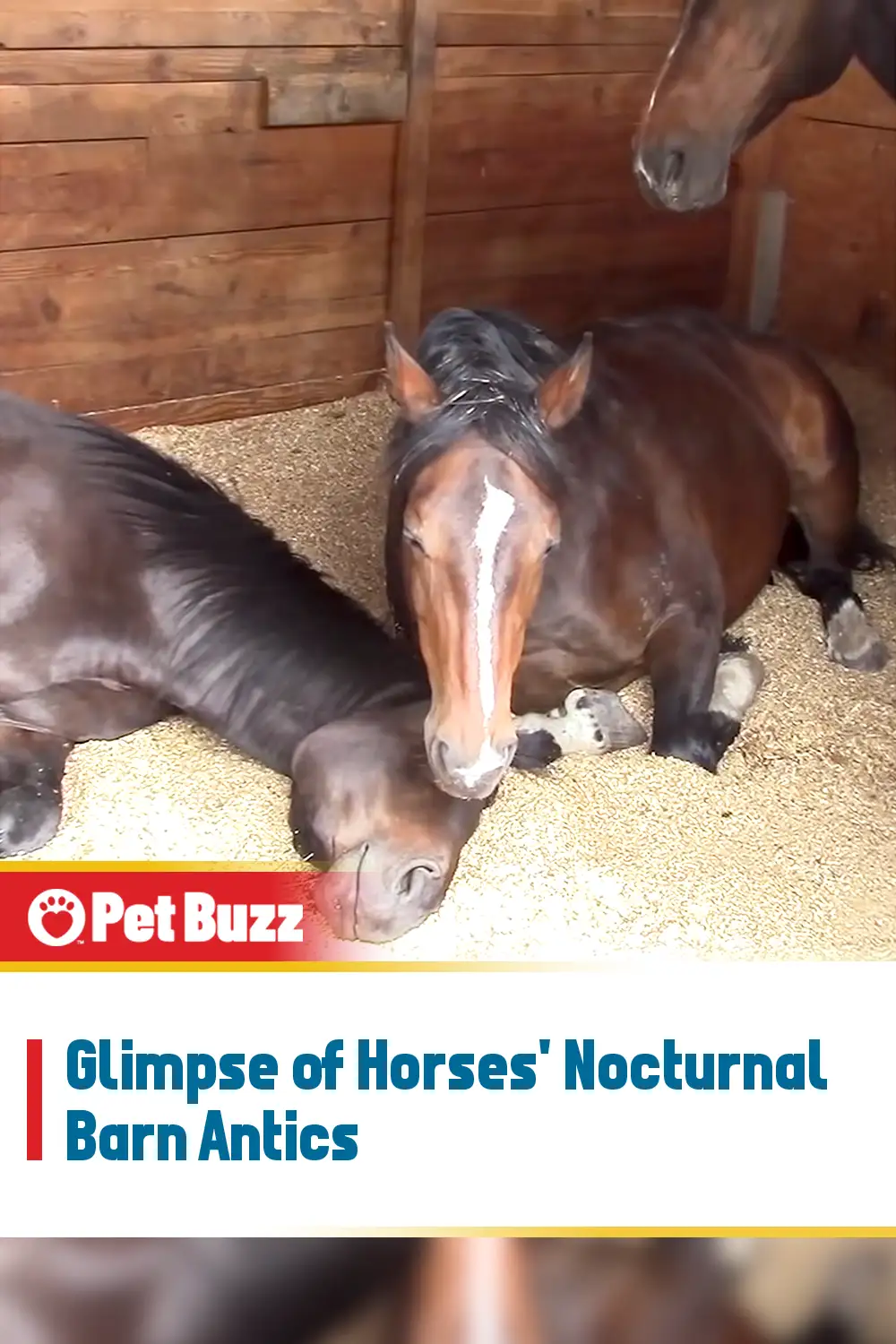 Glimpse of Horses\' Nocturnal Barn Antics