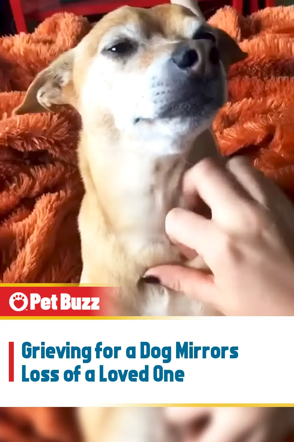 Grieving for a Dog Mirrors Loss of a Loved One