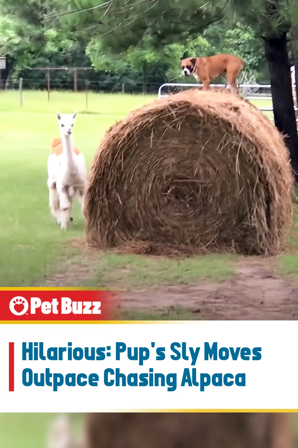 Hilarious: Pup\'s Sly Moves Outpace Chasing Alpaca