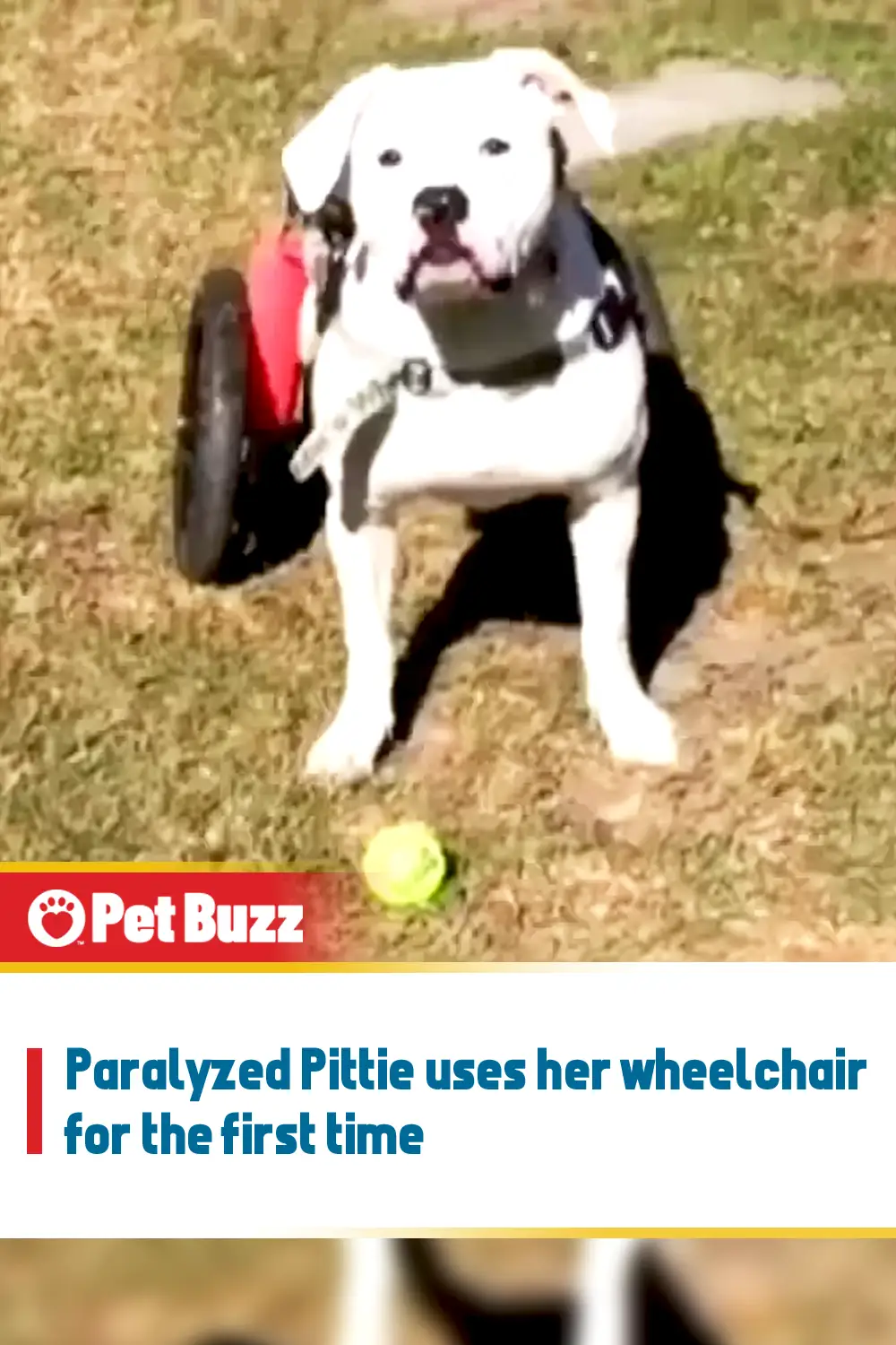 Paralyzed Pittie uses her wheelchair for the first time