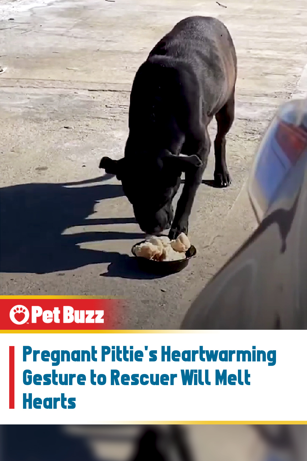 Pregnant Pittie\'s Heartwarming Gesture to Rescuer Will Melt Hearts