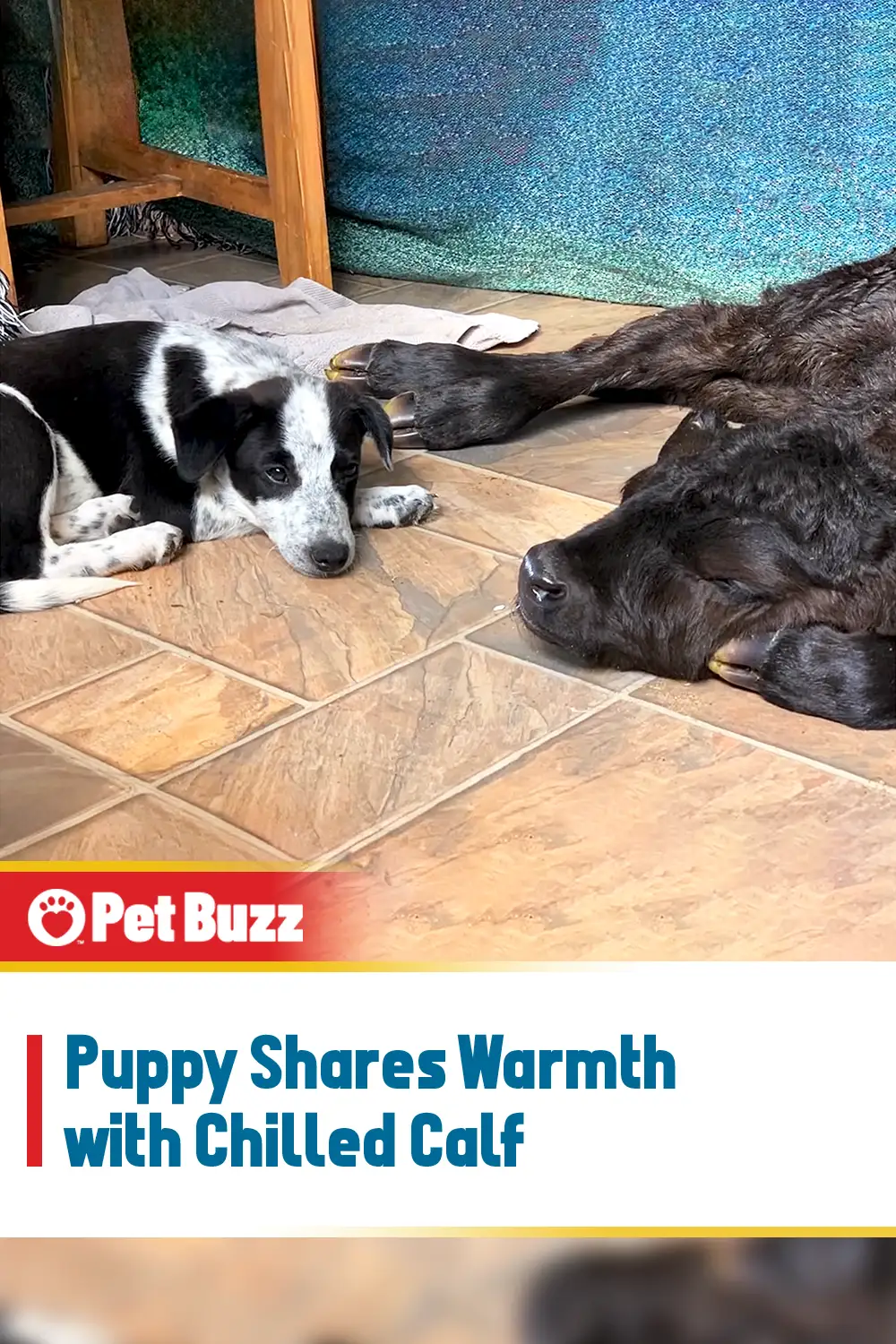 Puppy Shares Warmth with Chilled Calf