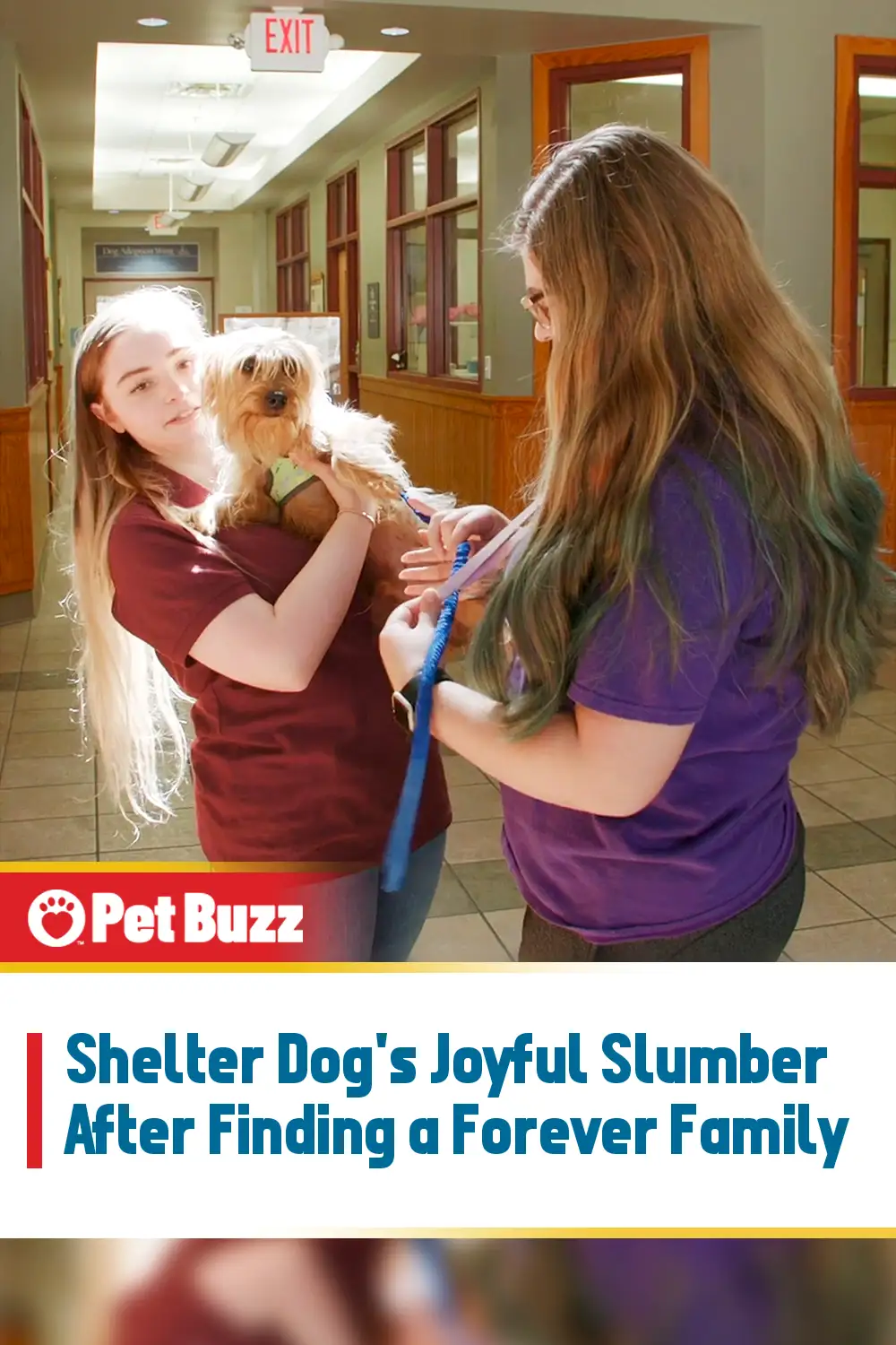 Shelter Dog\'s Joyful Slumber After Finding a Forever Family