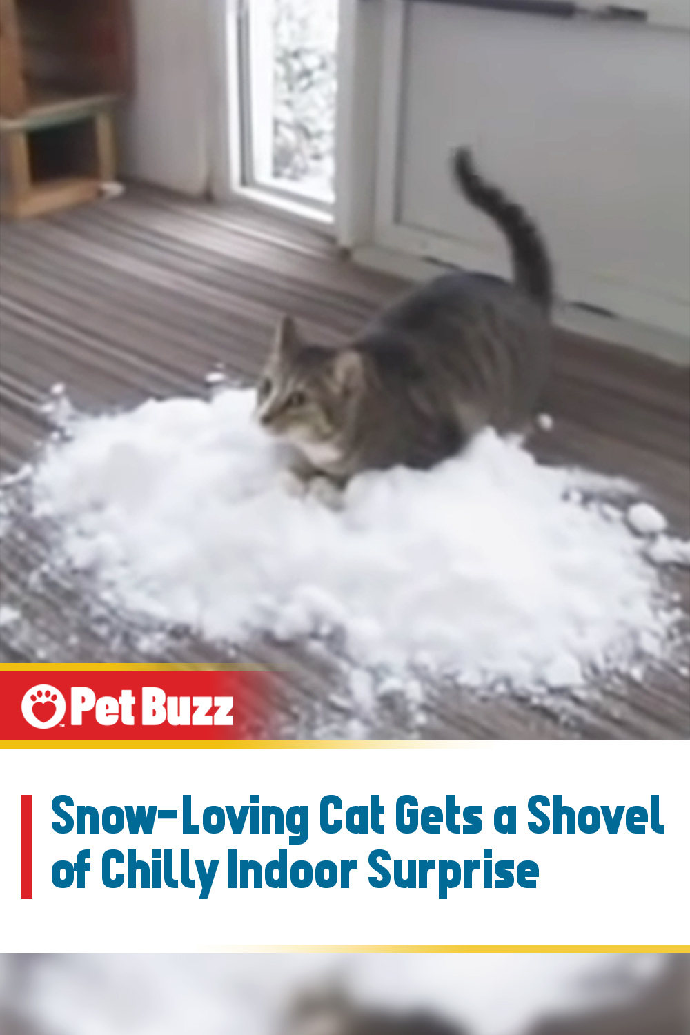 Snow-Loving Cat Gets a Shovel of Chilly Indoor Surprise